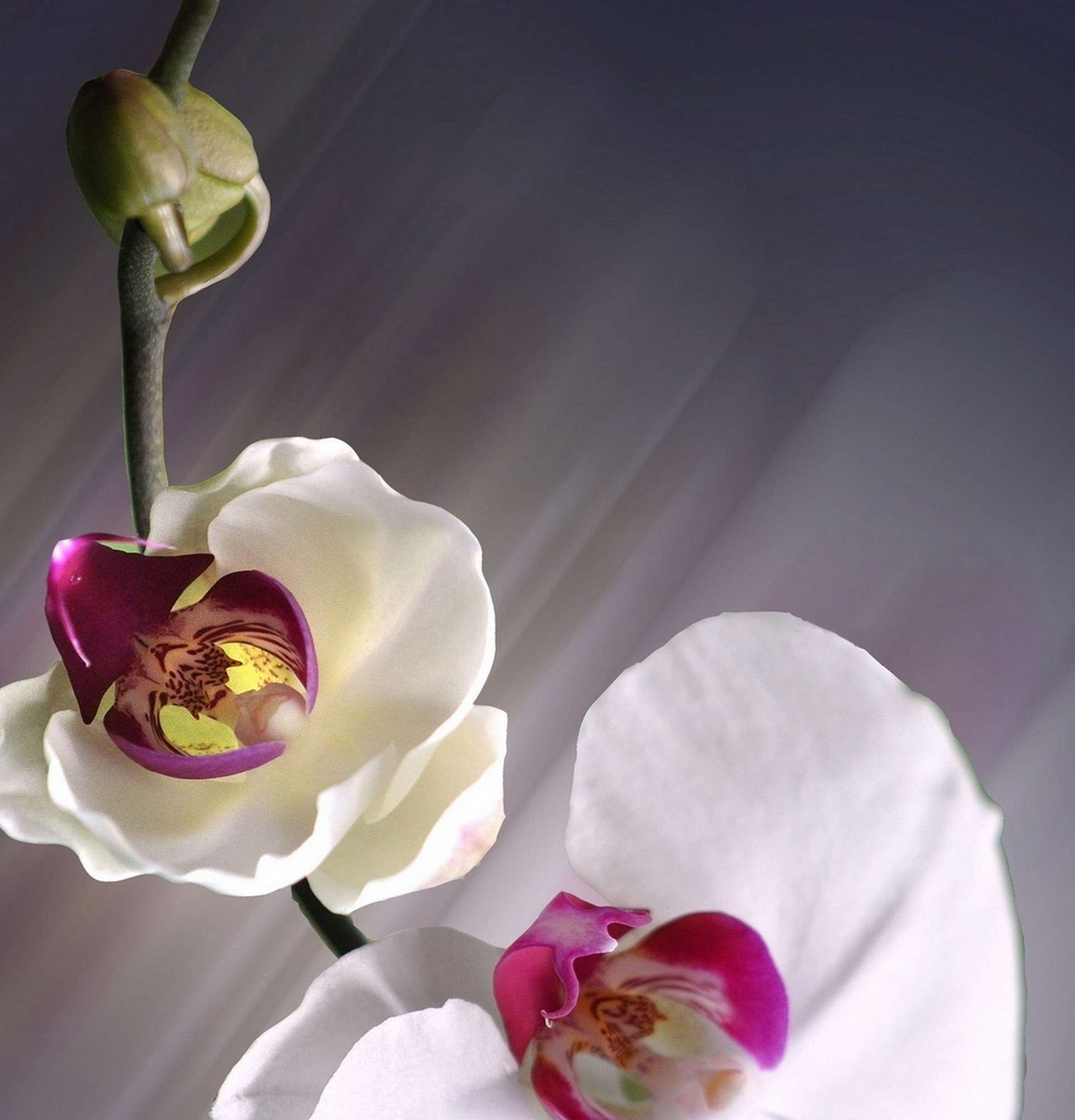 Семейство Орхидные, или Ятрышниковые, также Орхидеи | faterra.com