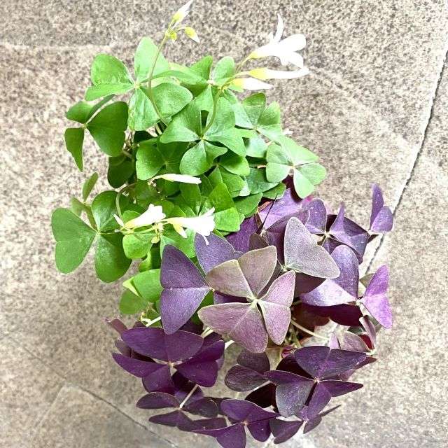 Кислица - Декоративно-лиственные растения на Фатерра