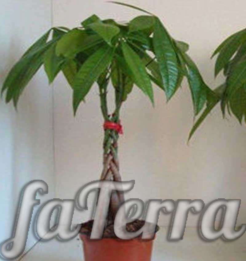 Пахира (малабарский каштан): уход в домашних условиях | faterra.com