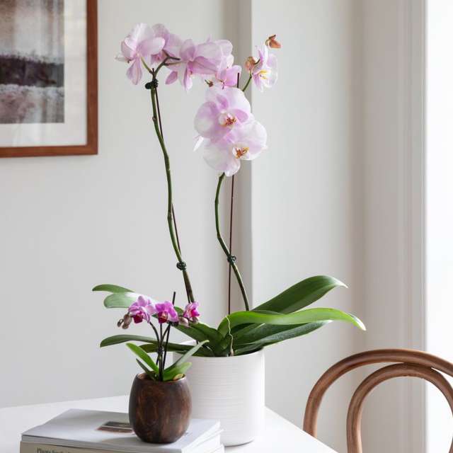 Zarte Orchidee Phalaenopsis rosa - blühende Pflanzen
