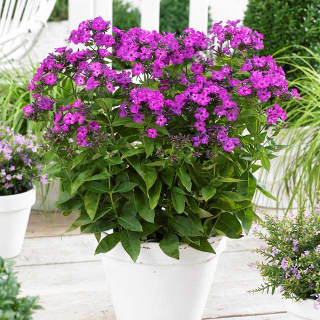Blühende Zimmerpflanzen für den Innen- und Garten | Faterra