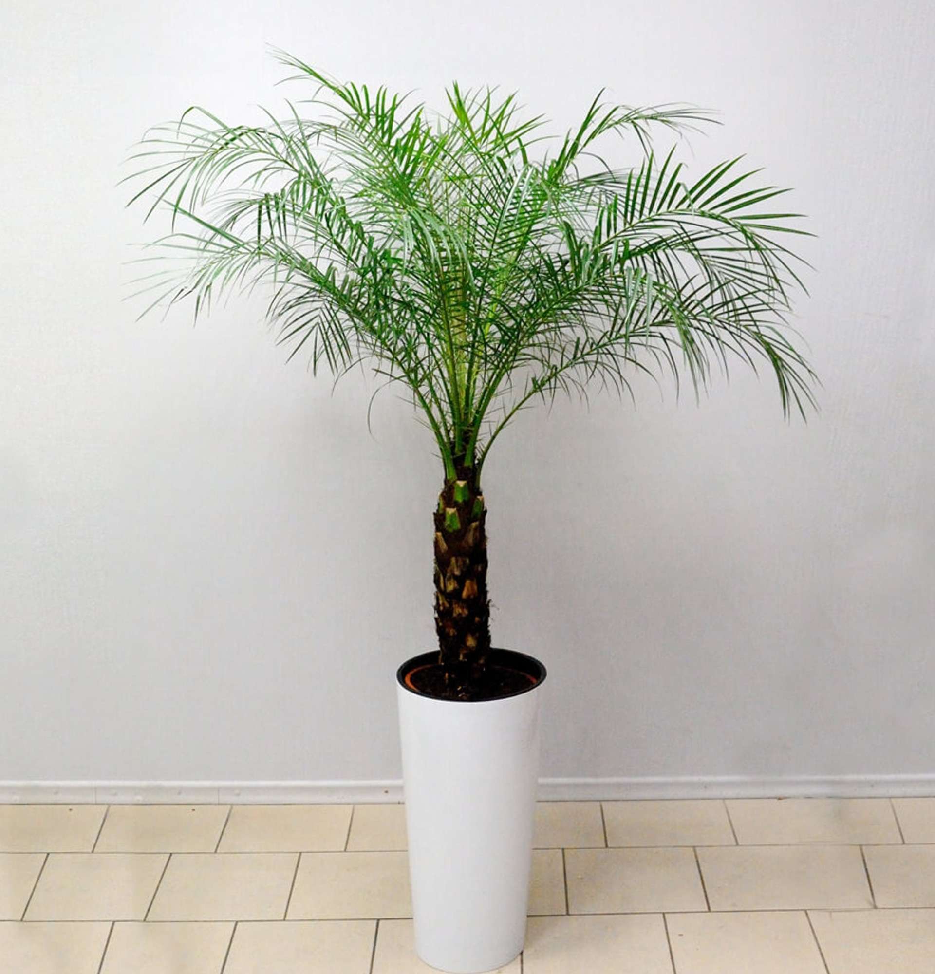 Домашняя финиковая пальма: выращивание с видео и фото | Фатерра