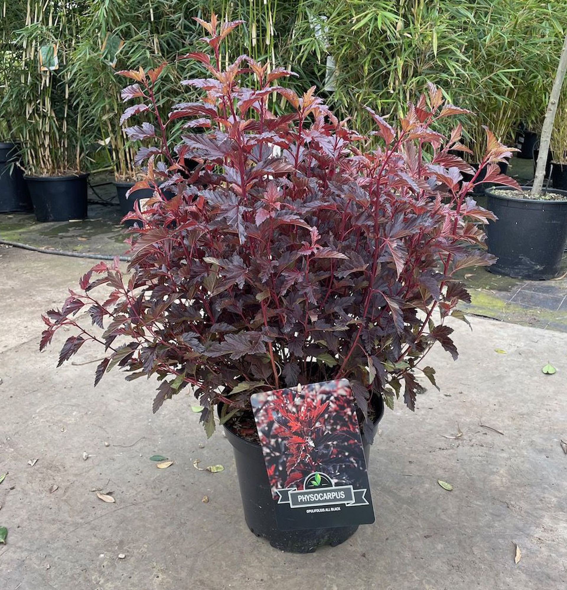 Physocarpus (Vesikel) Kalinolistny: Pflege und Anbau der Pflanze