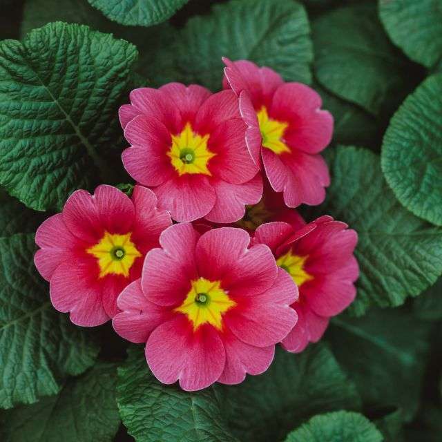 Blooming Primula - garden and houseplants on Faterra