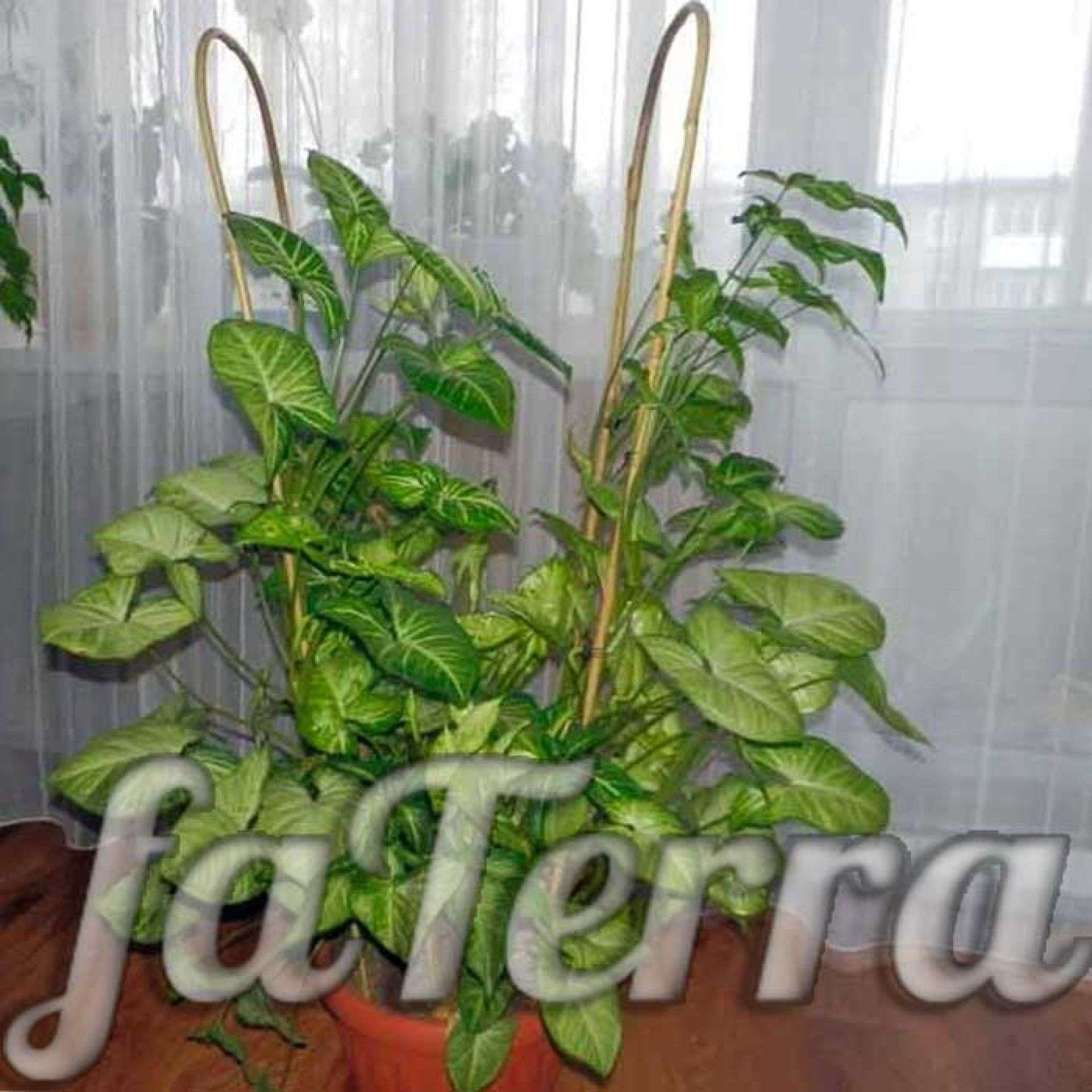 Сингониум уход в домашних условиях, фото, виды | faterra.com
