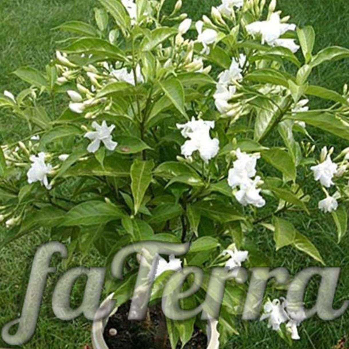 Табернемонтана: уход в домашних условиях, размножение с фото | faterra.com