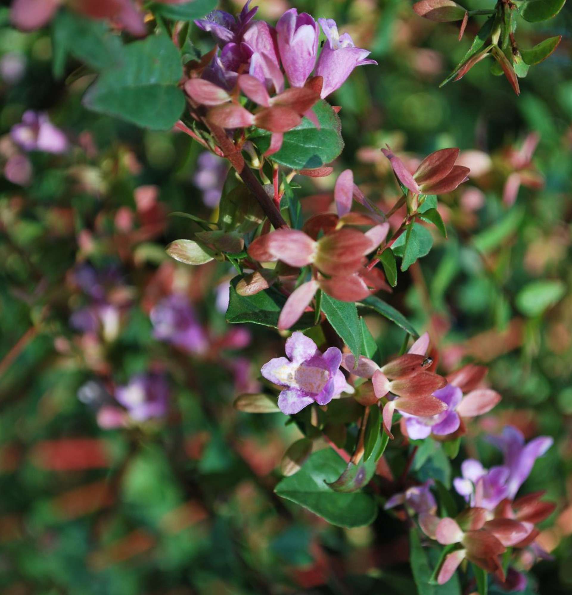  Абелия виды фото - розовые кустарники