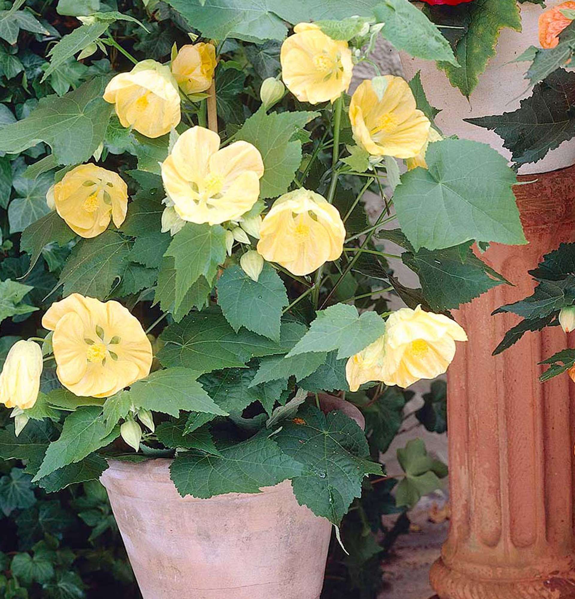 Квітка Абутилон жовтий фото - вазон канатник