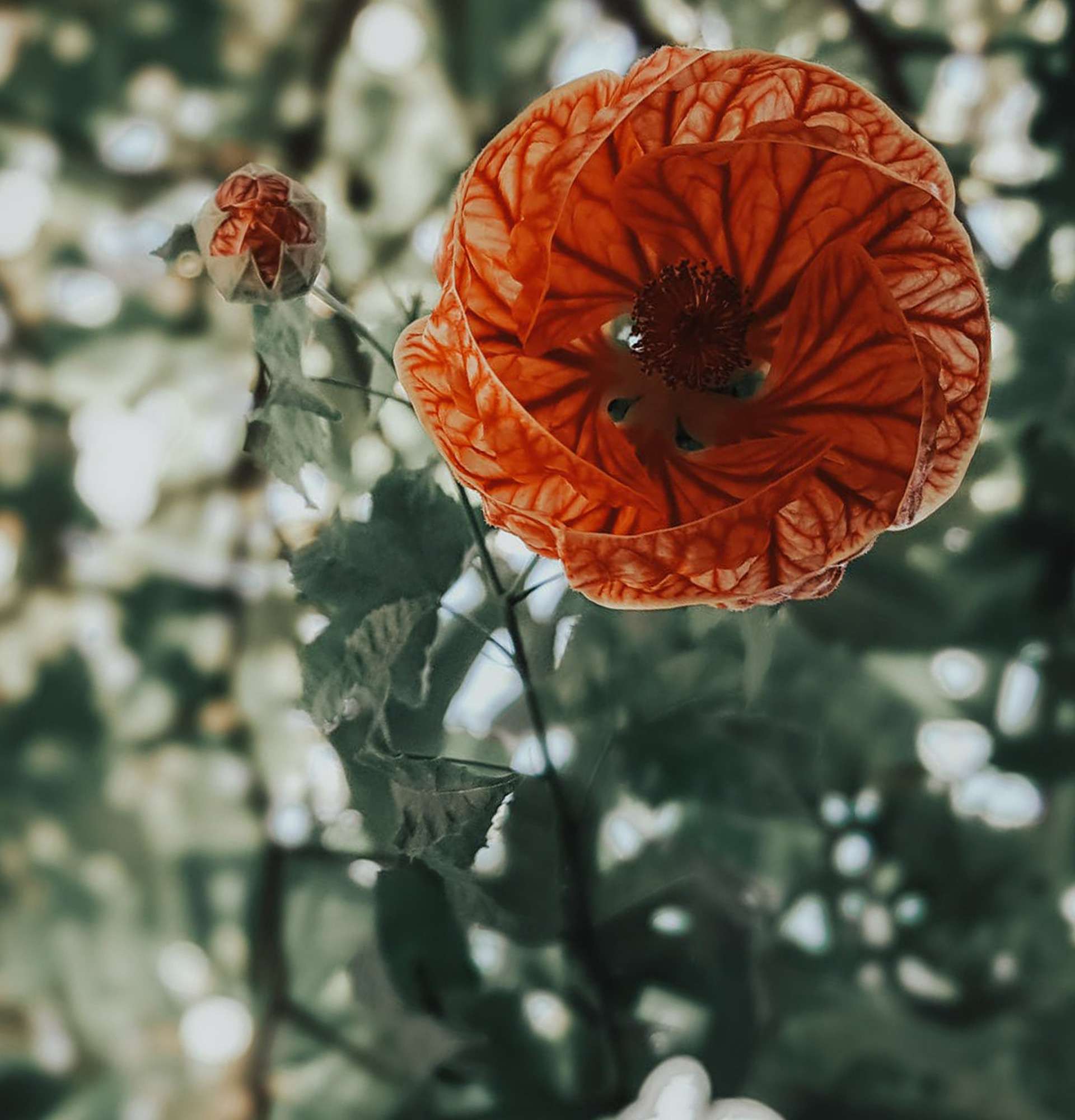  абутилон фото - цветущие растения в саду