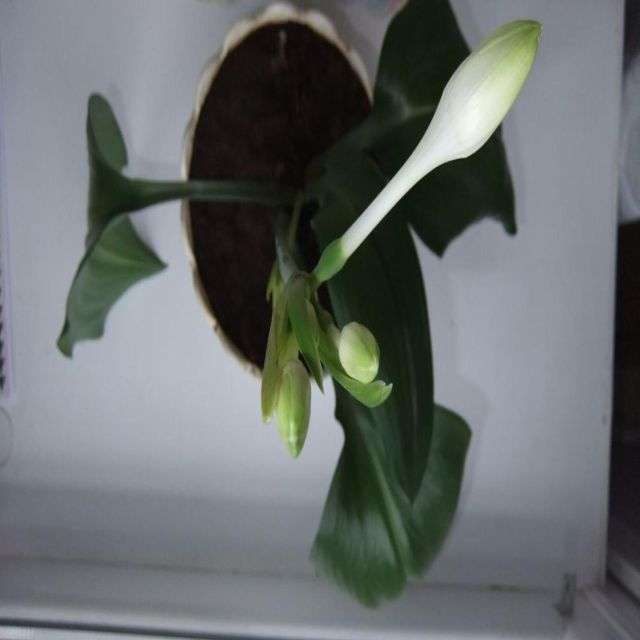 Фото еухаріс догляд вдома