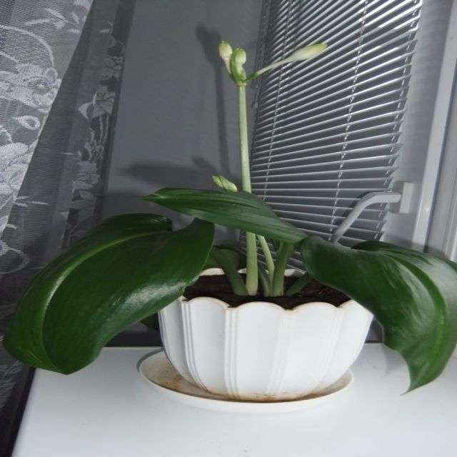 амазонська лілія фото - еухаріс