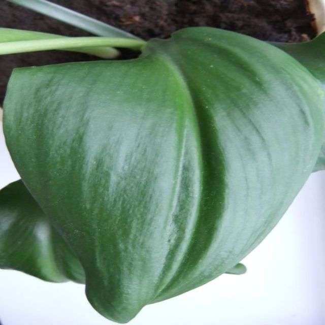 чому не цвіте еухаріс