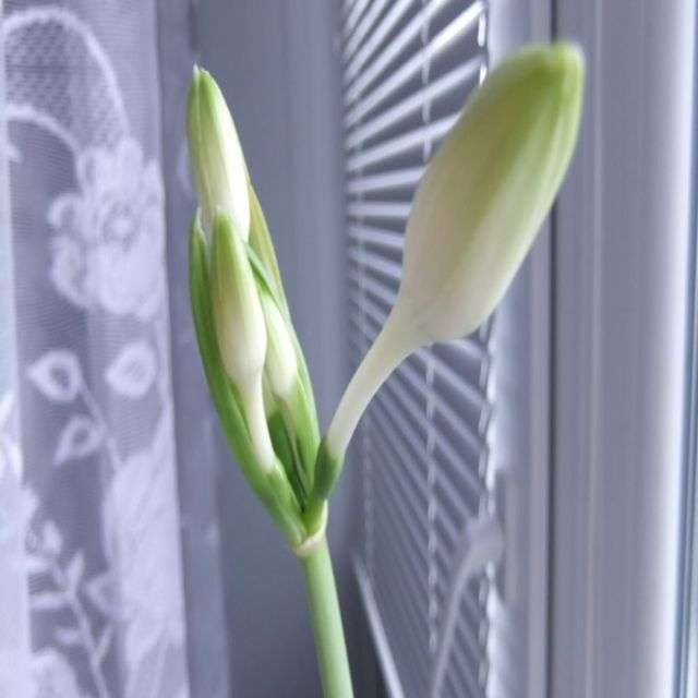 фото квітучого еухаріса