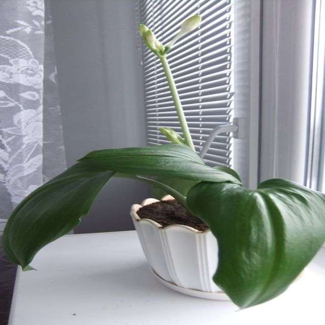 еухаріс не цвіте