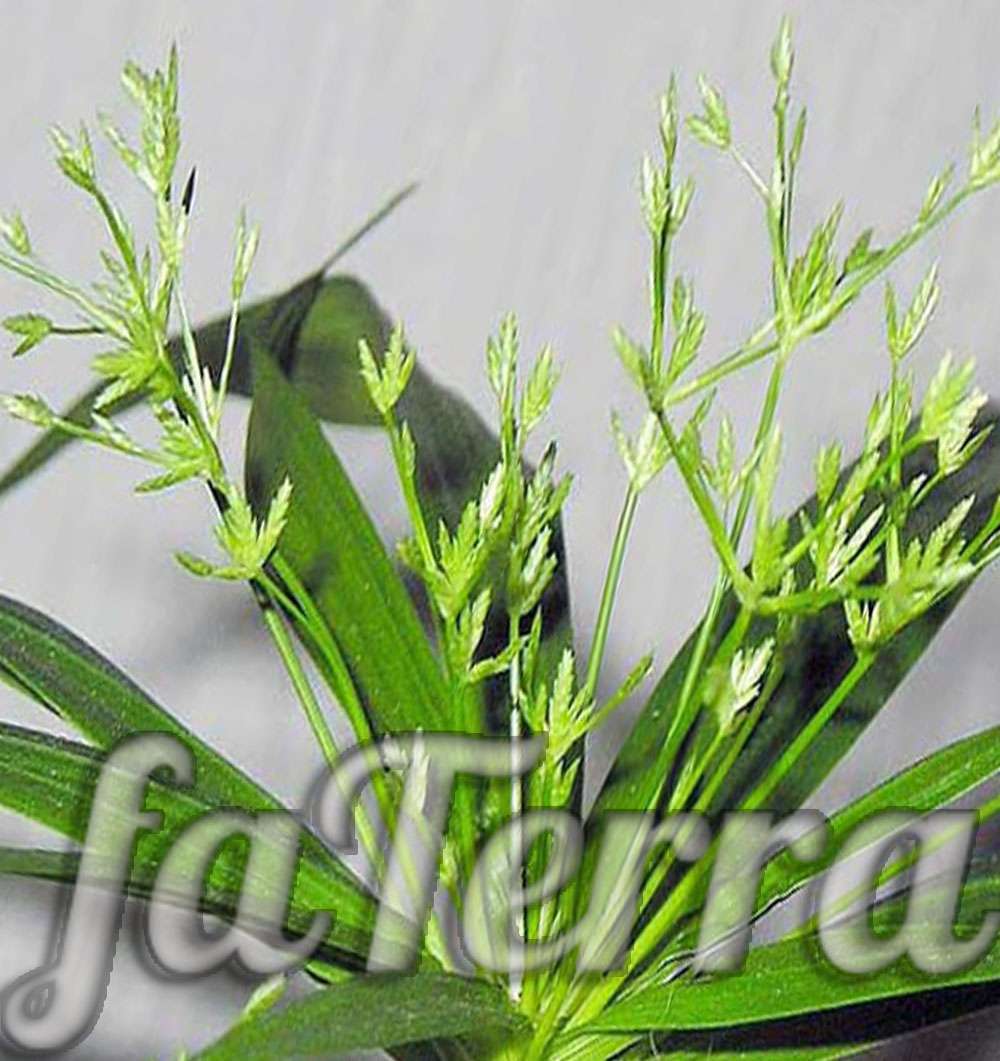  вазон ситовник - фото венерина трава