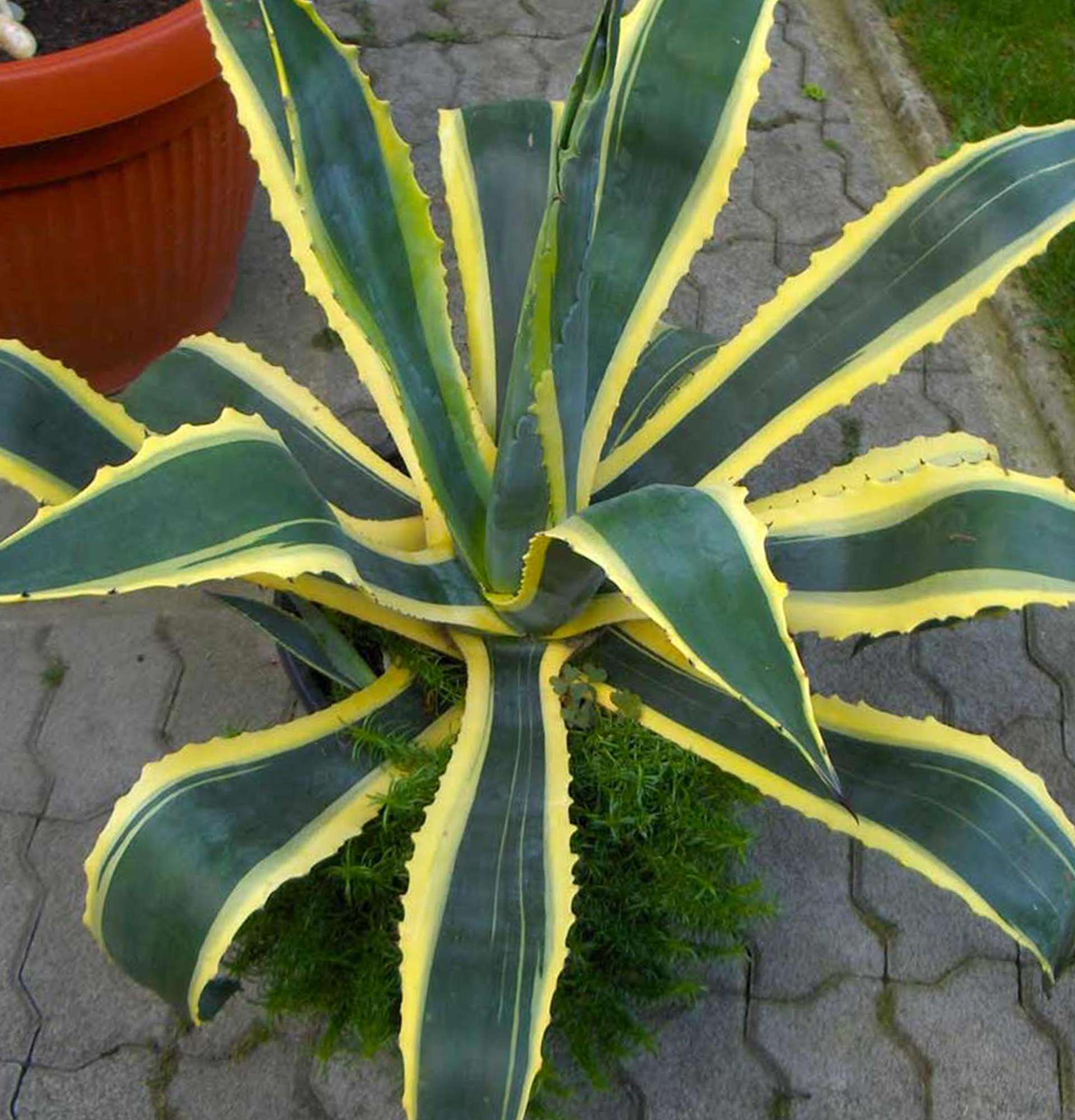  вазон агава фото - суккулент с желто-зелеными листьями