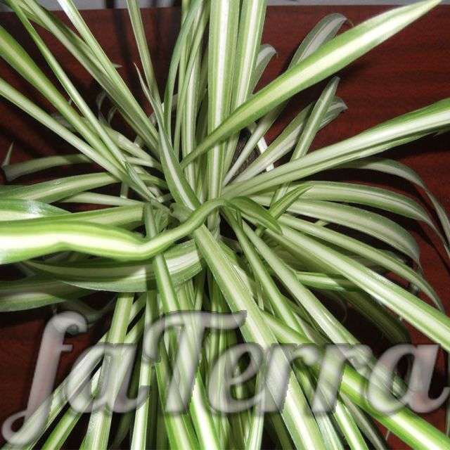 Квітка хлорофітум фото - лікувальні властивості