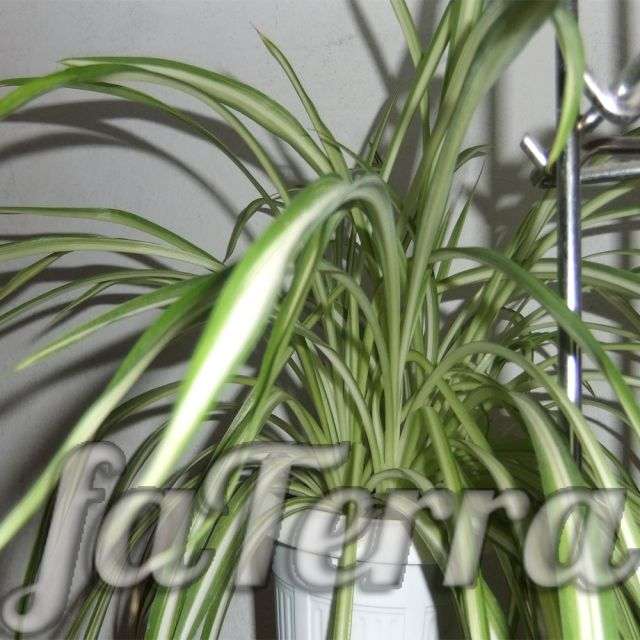 квітка хлорофітум фото - рослина хлорофітум