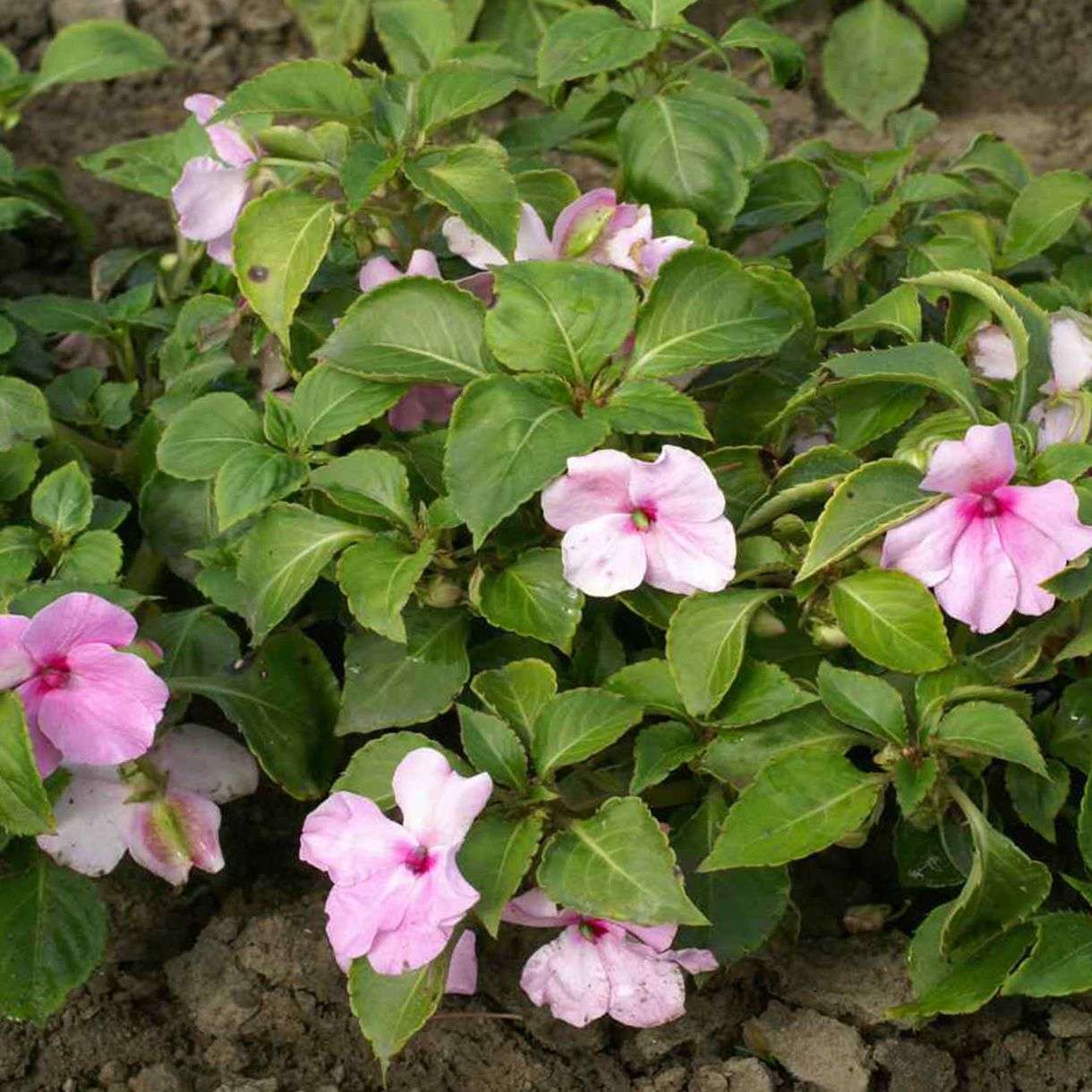 Бальзамин или огенек - цветущее комнатное растение | faterra.com