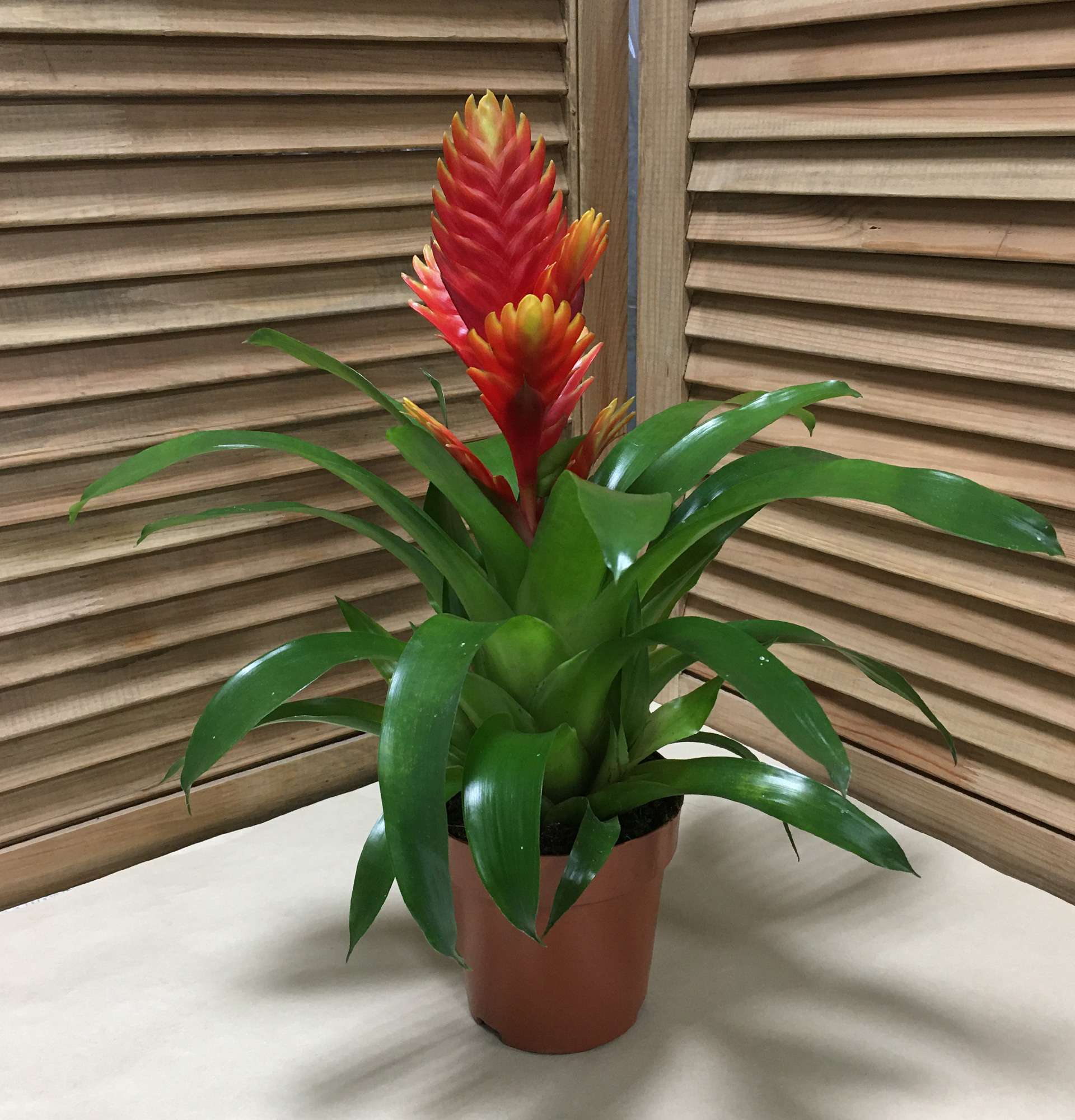  вазон вриезия фото - цветущие растения в горшках