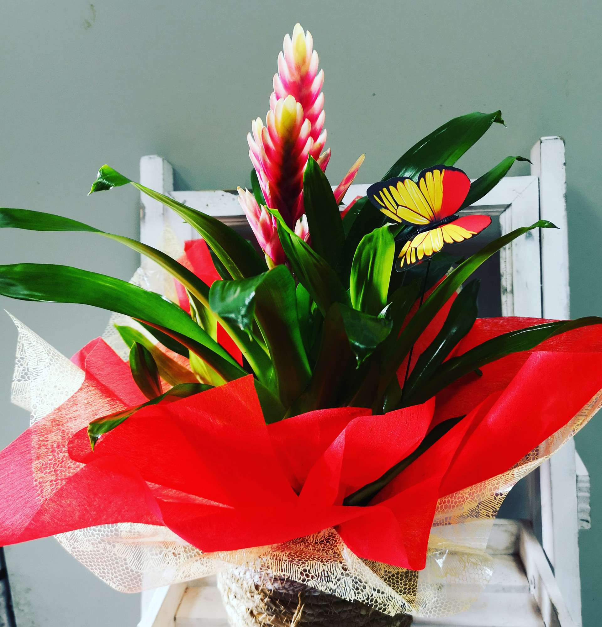  комнатный цветок вриезия - фото цветение фриезии