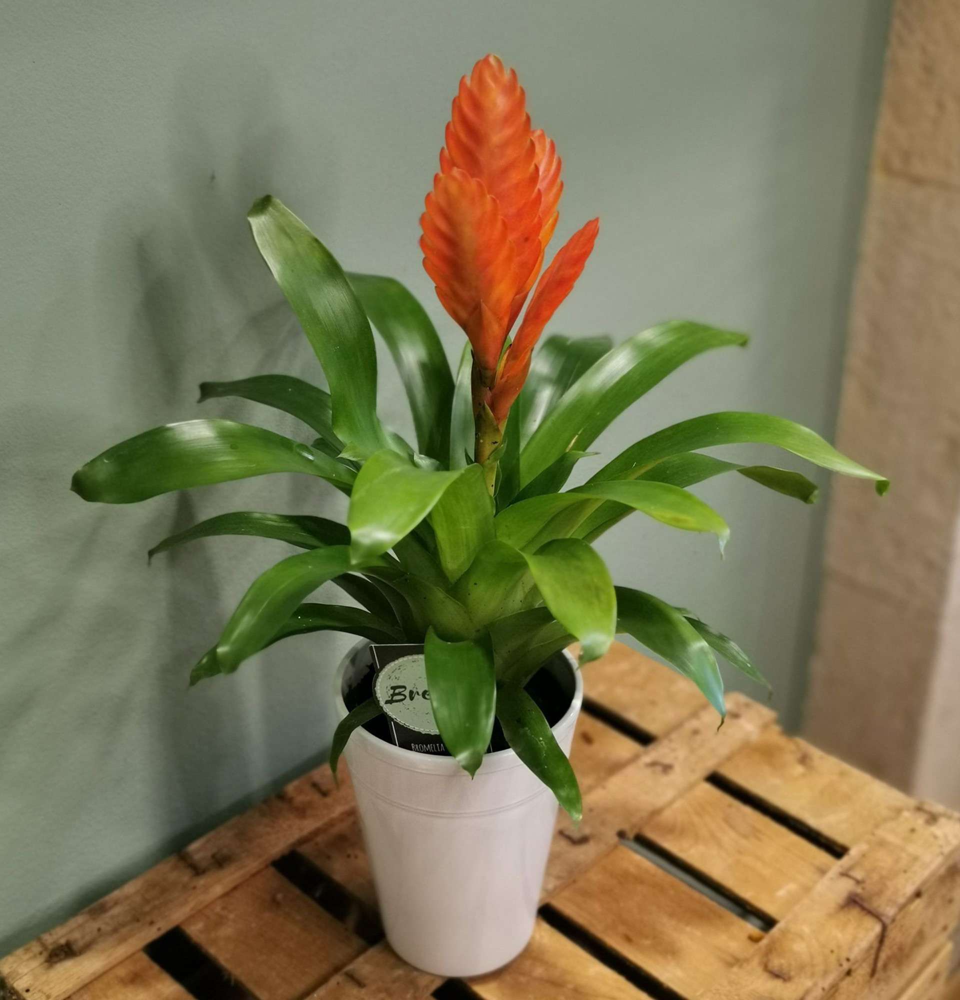  вазон вриезия - фото оранжевые цветы