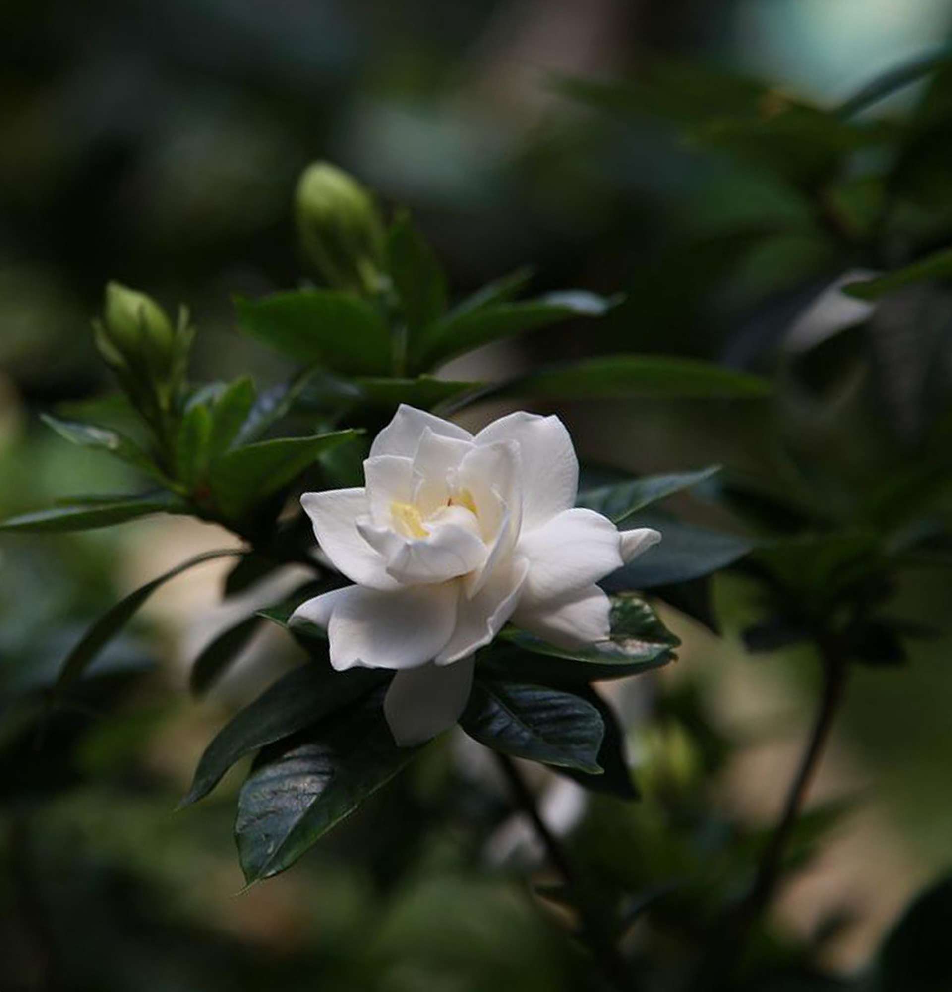 zdjęcie gardenii ogrodowej - białe kwiaty