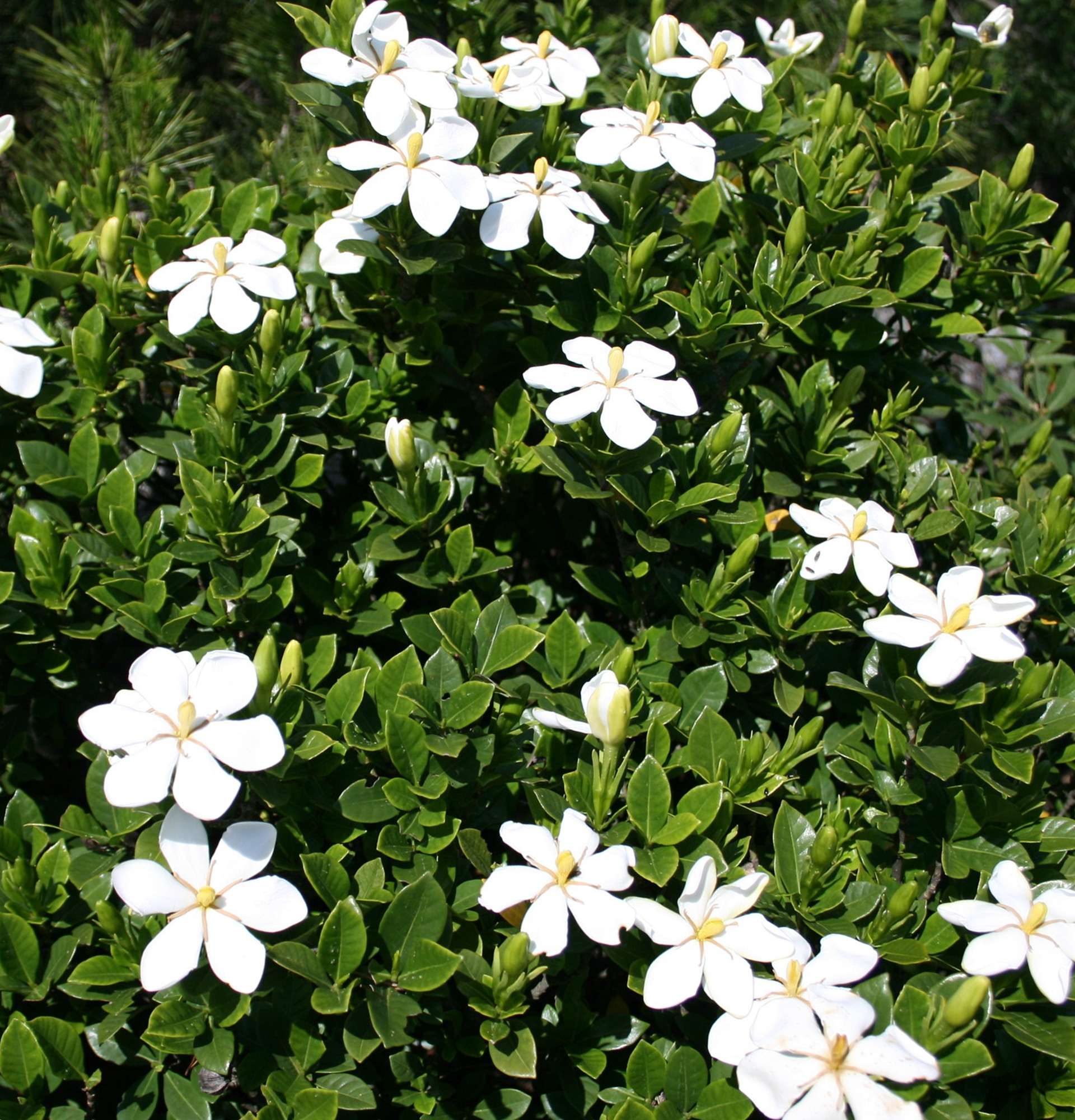 Gardenienfoto - Strauch mit weißen Blüten