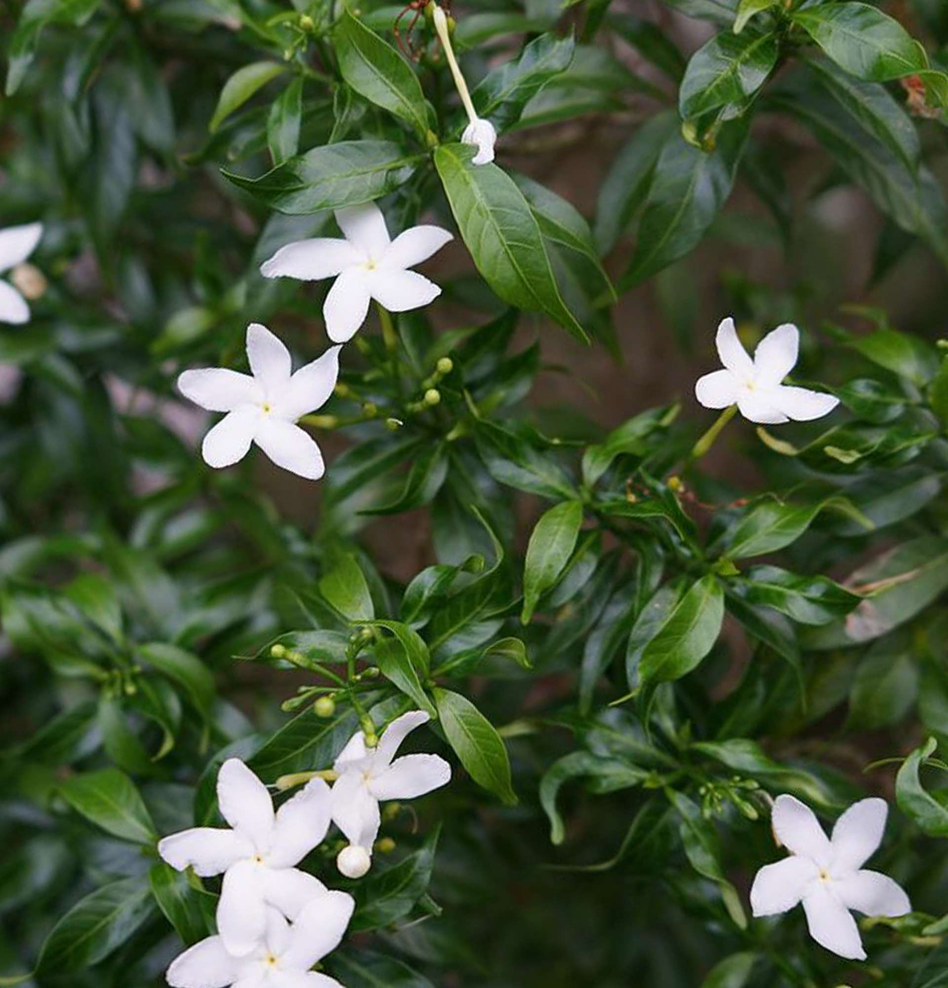 Gardenie im Gartenfoto - weiß blühend