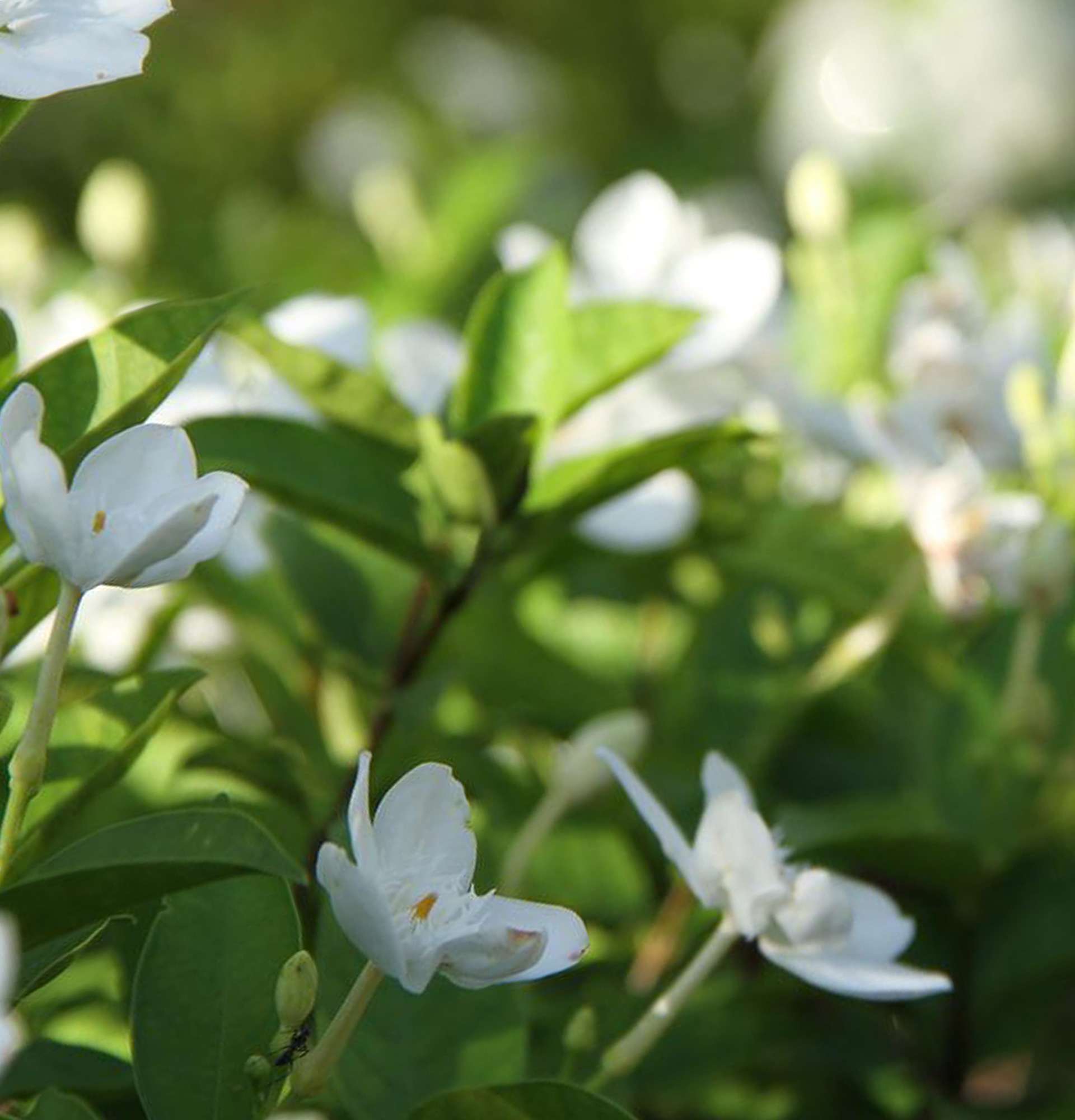  гарденія фото - садовий кущ квітучий білим