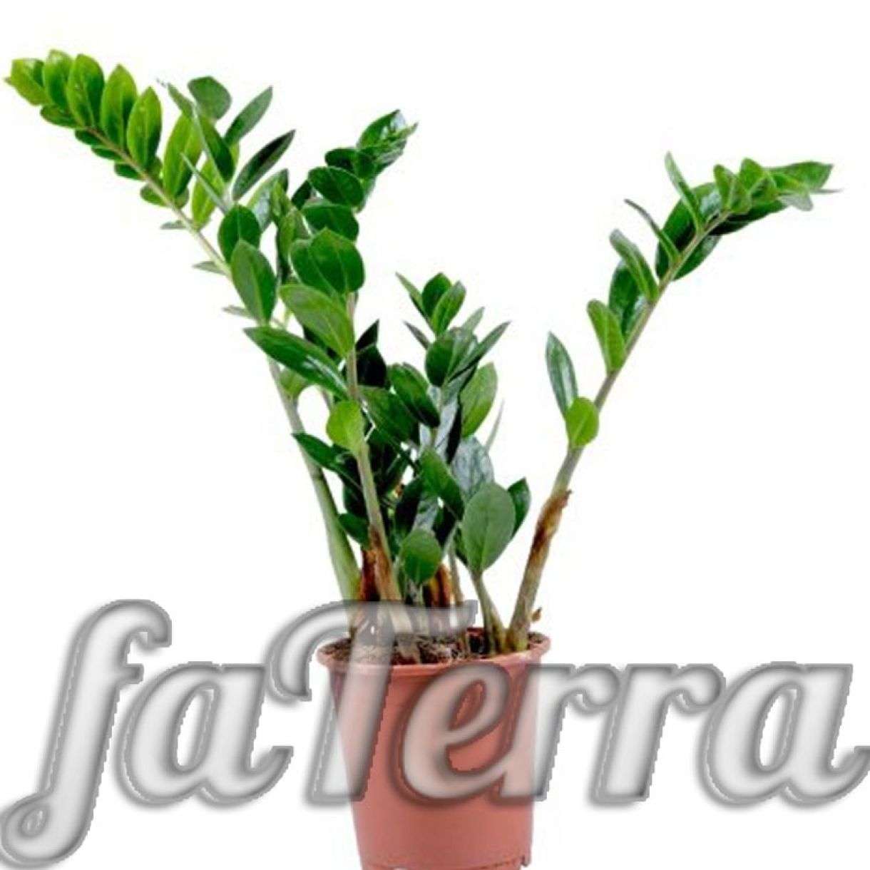 Замиокулькас - Уход за растением с фото и видео | faterra.com