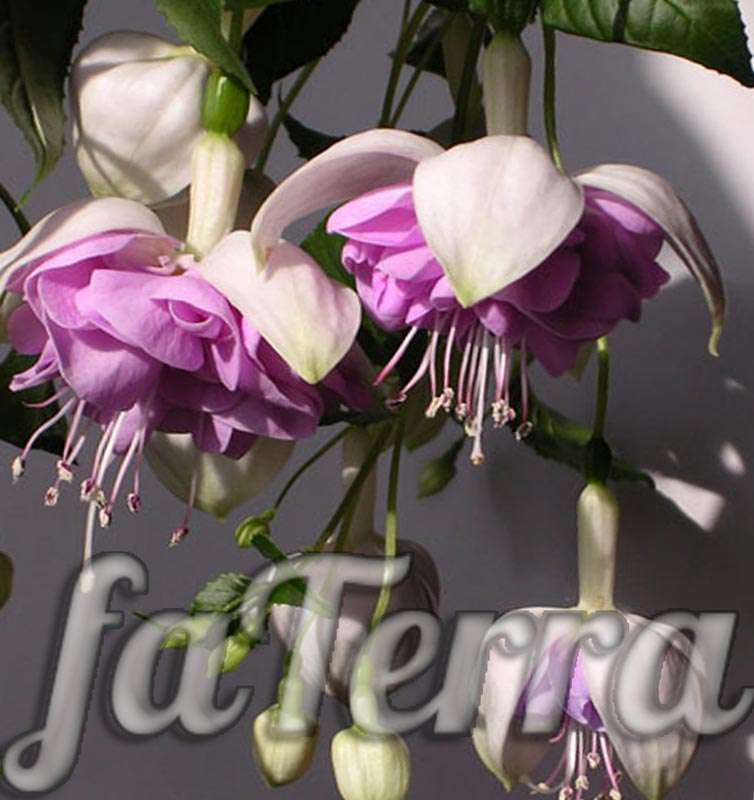 комнатный цветок фуксия - фото размножение