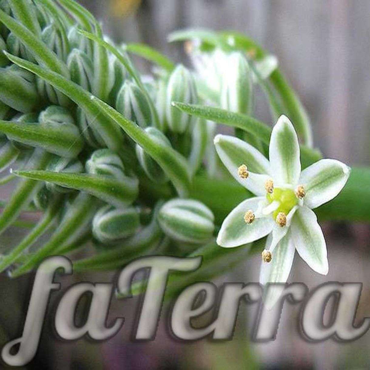 Индийский лук или птицемлечник хвостатый . Лечебные свойства | faterra.com