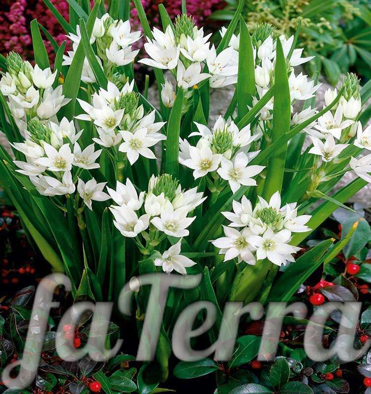 Цветок Птицемлечник - фото орнитогалум