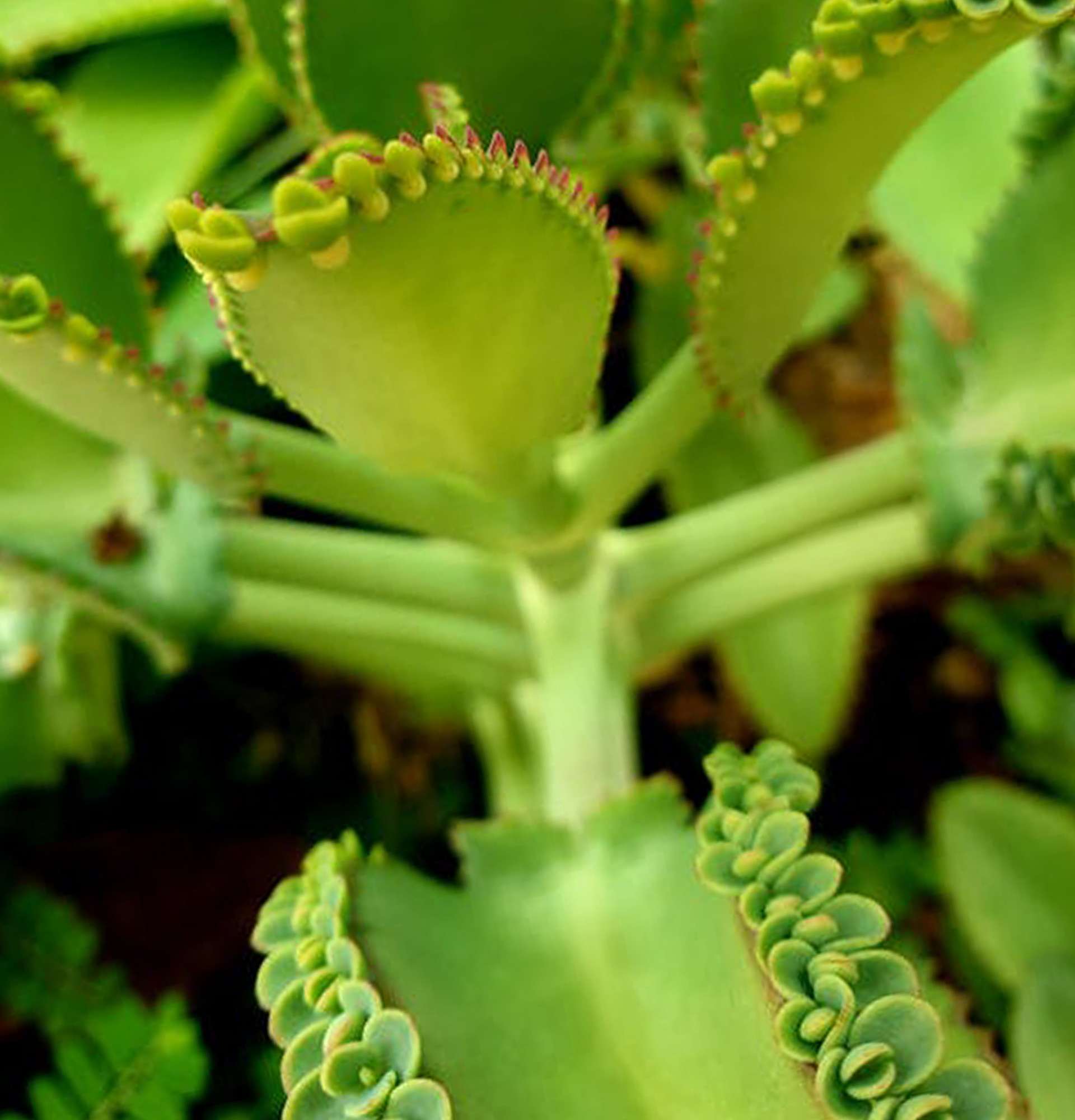 Kalanchoe-Pflanze - Foto für die häusliche Pflege