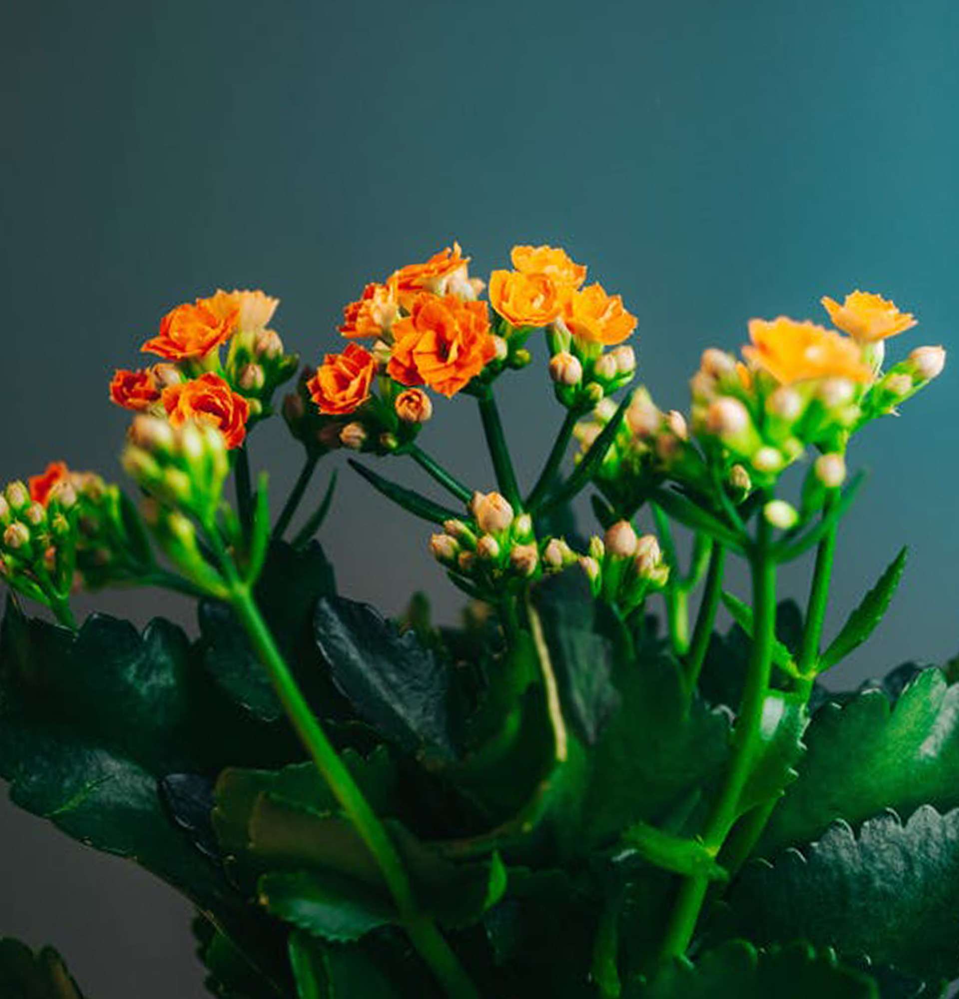  сорта каланхоэ фото - мангина каланхоэ и метельчатоцветковое