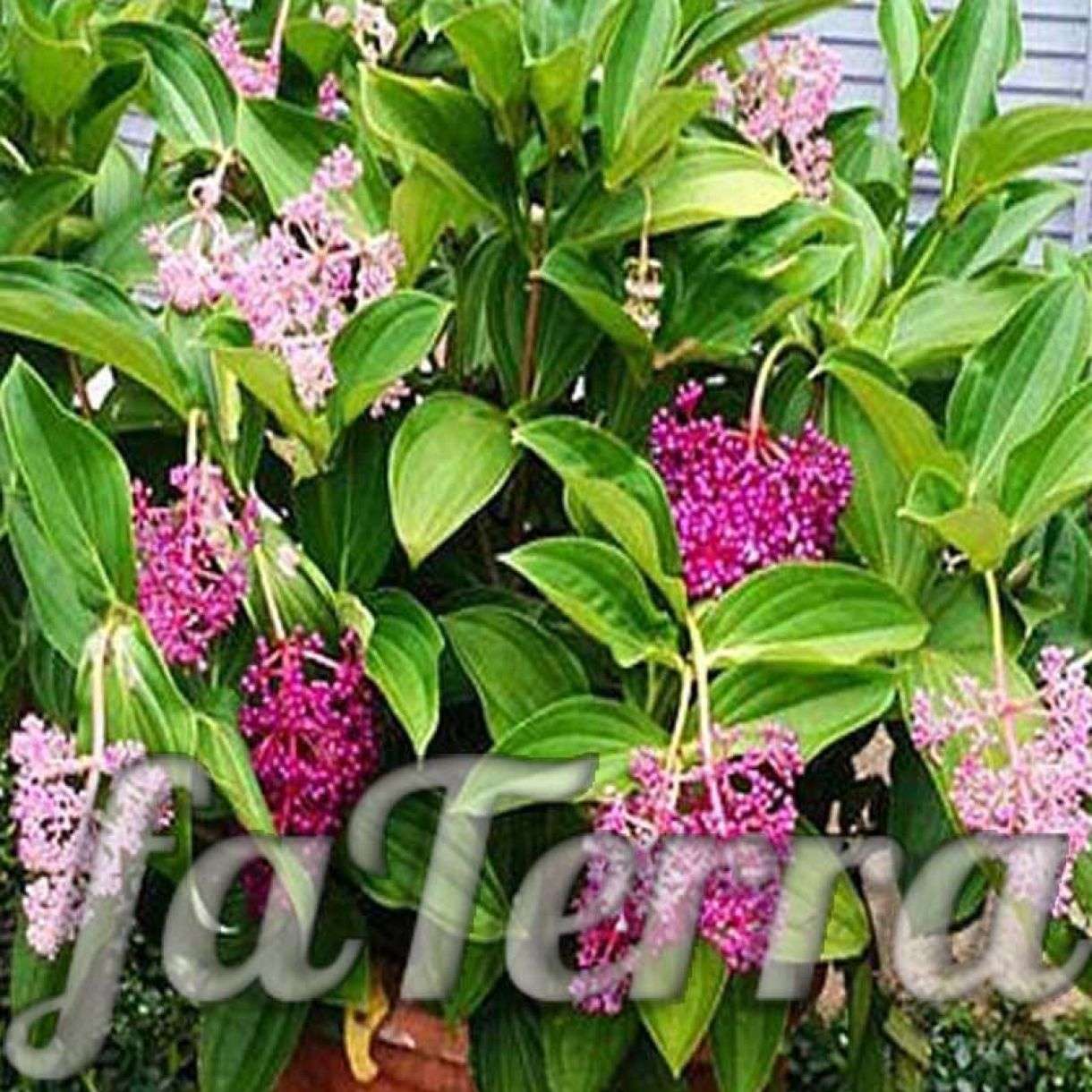 Мединилла - уход в условиях дома, размножение | faterra.com