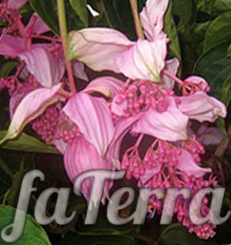 tropical plant photo - Medinilla