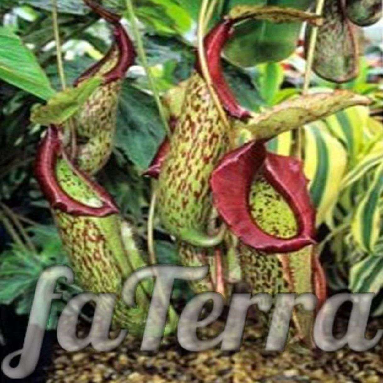 Непентес - растение хищник, уход в домашних условиях | faterra.com