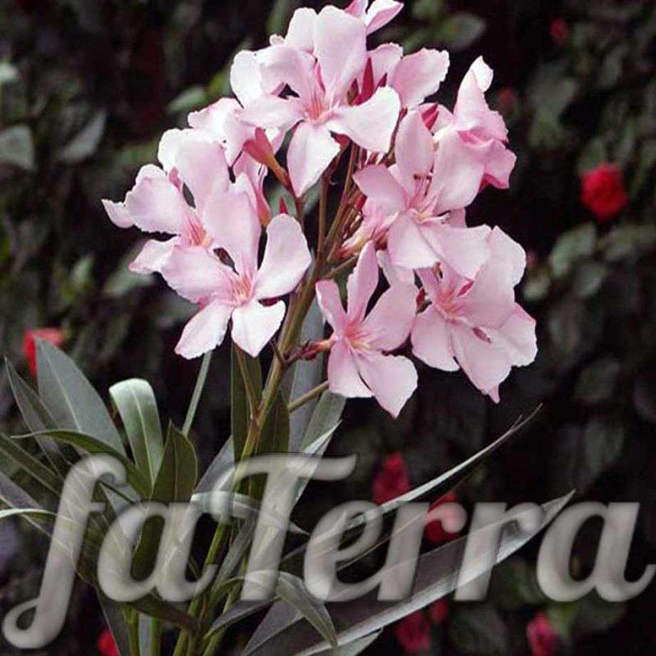 Олеандр - уход в домашних условиях с фото и видео | faterra.com