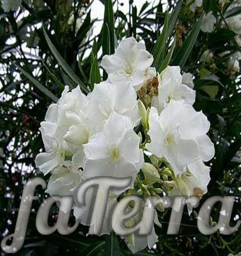 flower oleander photo - the benefits and harms