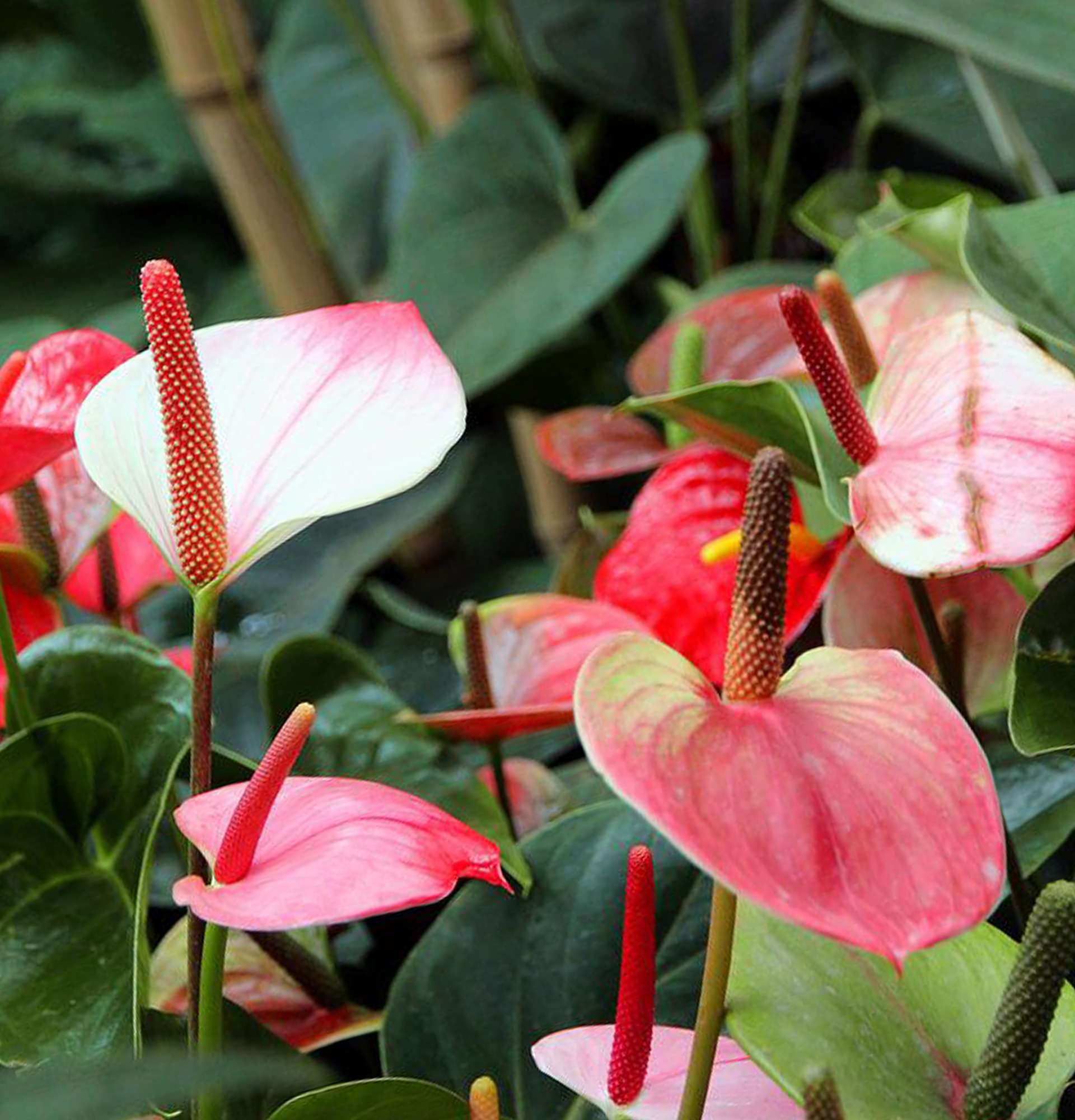  Растение антуриум фото - цветок «мужское счастье»