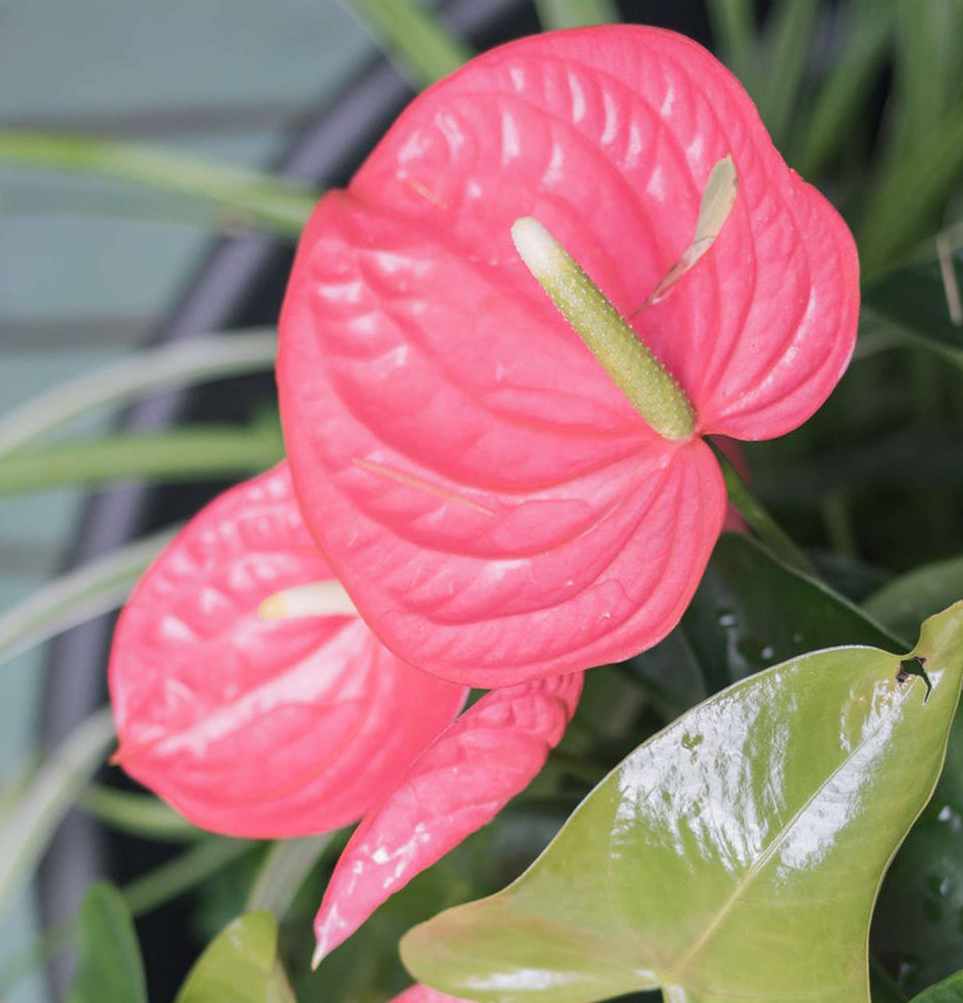  антуриум фото - цветущие комнатные растения