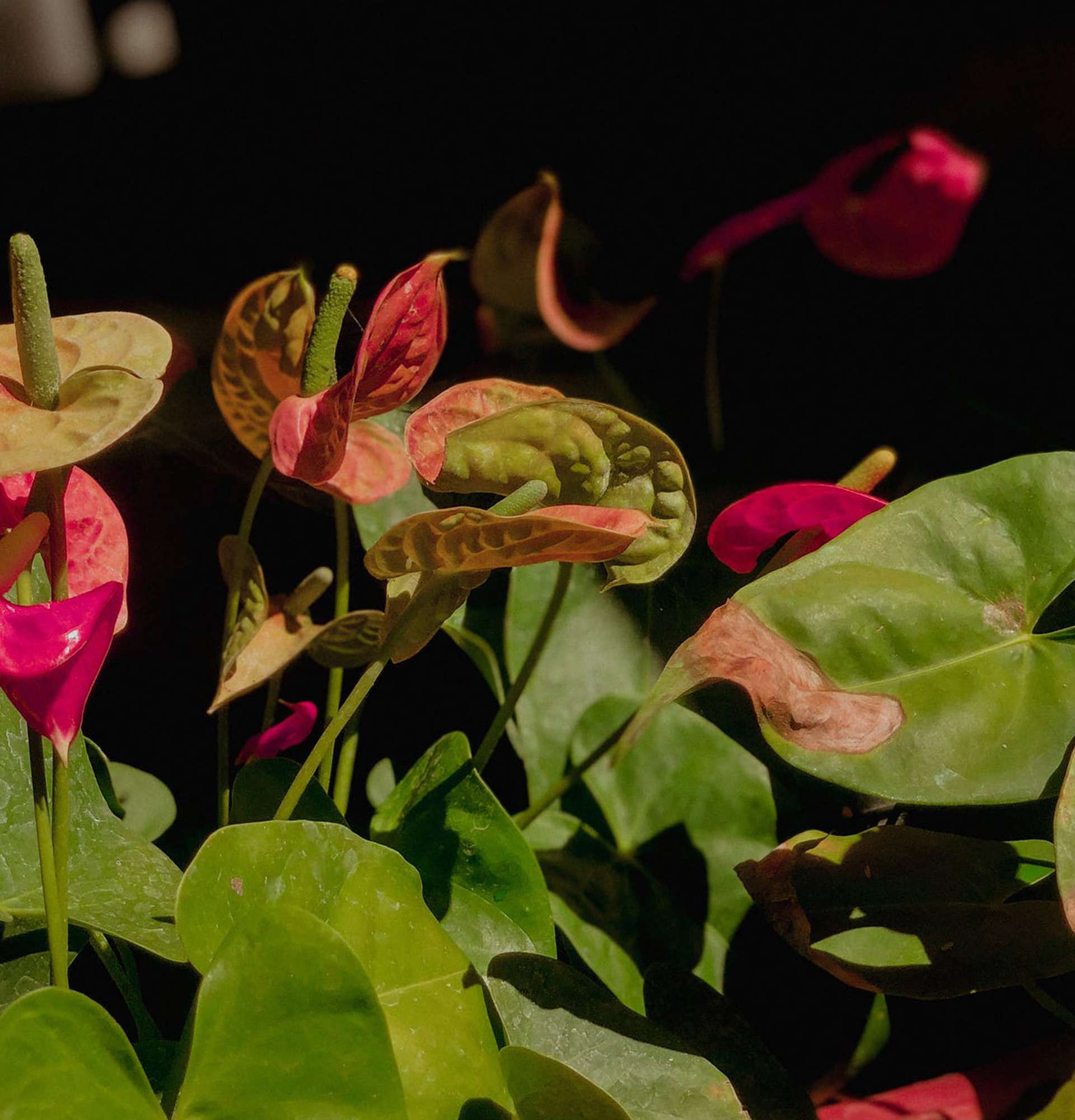  квітка-хвіст фото - рослина «чоловіче щастя»
