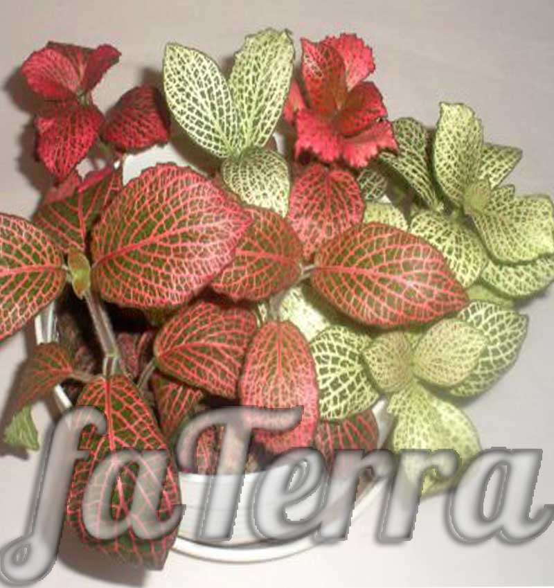 Вазон Фиттония фото - декоративные растения