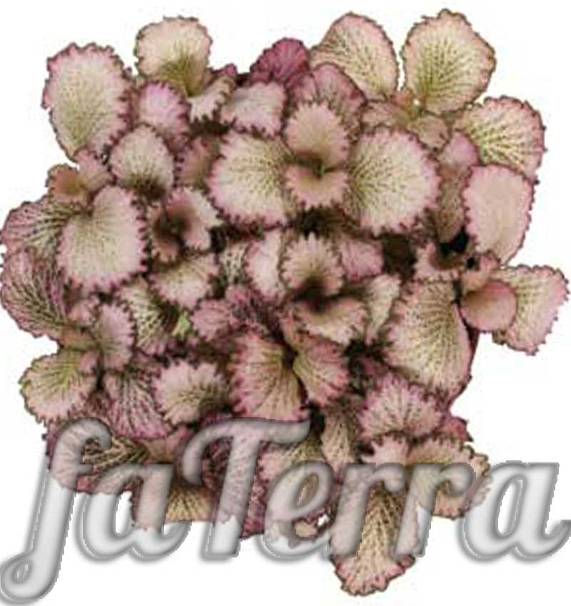  Фіттонія види фото - декоративно листяні кімнатні вазони