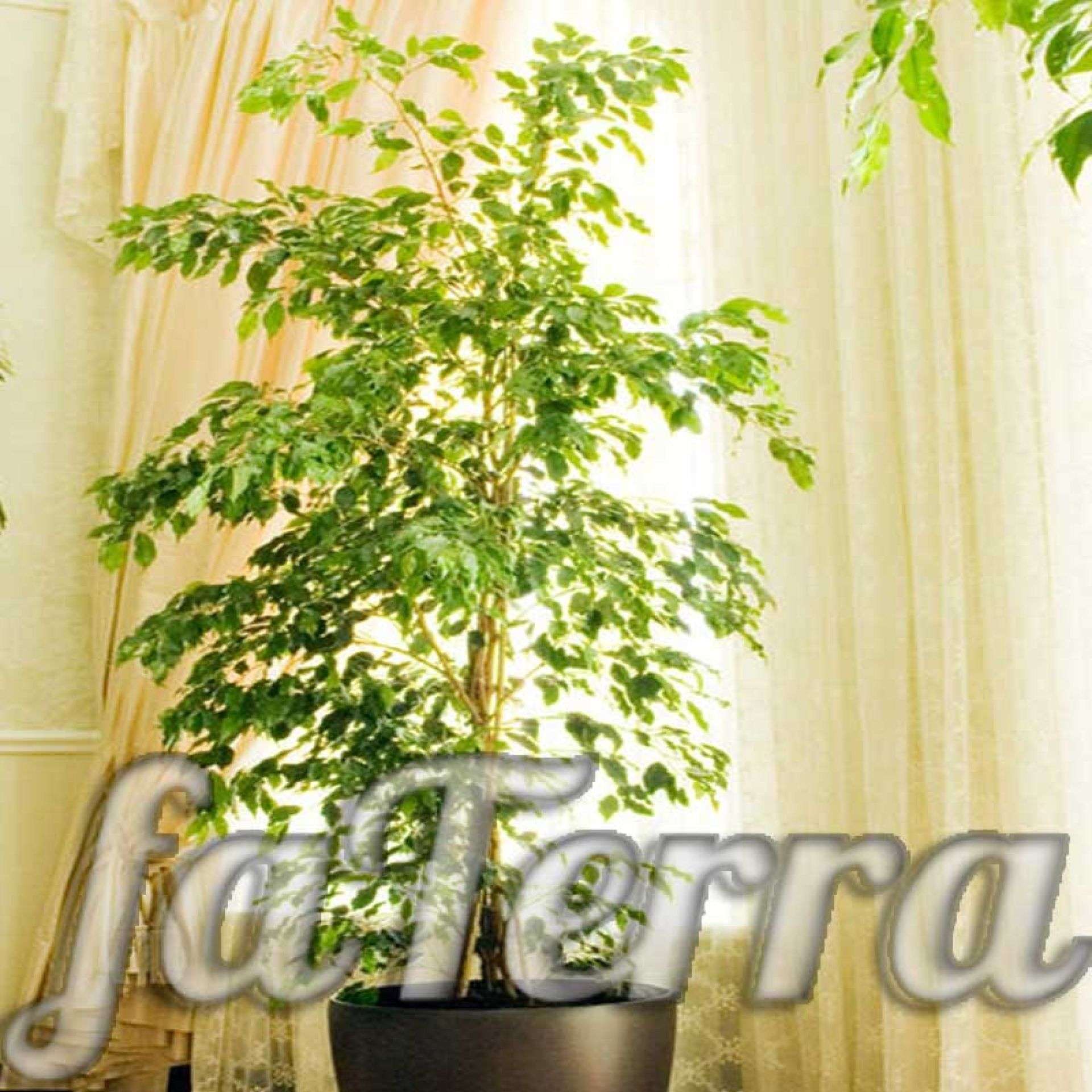 Фикус Бенджамина уход в домашних условиях с фото и видео | faterra.com