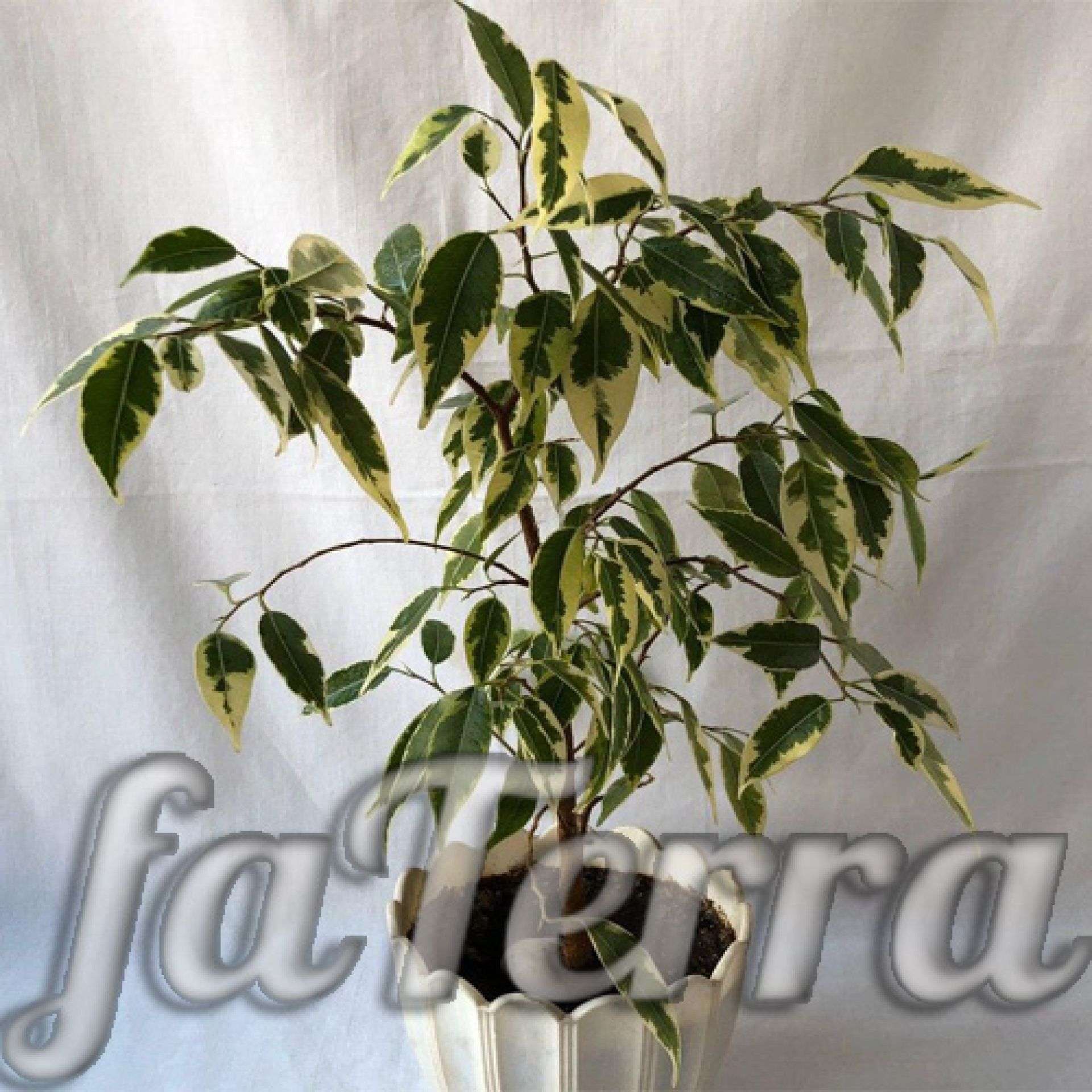 Фикус Бенджамина уход в домашних условиях с фото и видео | faterra.com