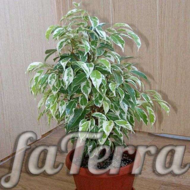 Фикус Бенджамина уход в домашних условиях с фото и видео | faterra.com