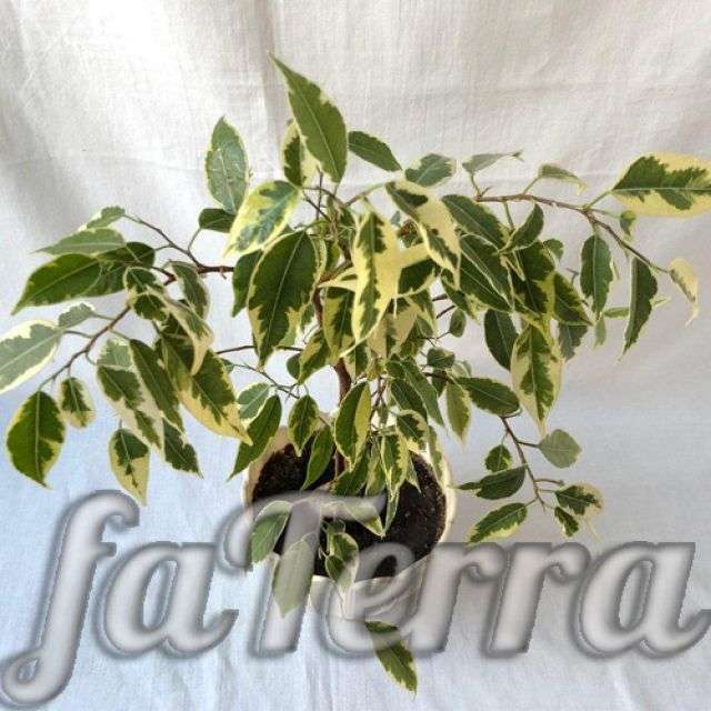 Фикус Бенджамина уход в домашних условиях с фото и видео | faterra.com